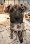 Ev Litter Mojito - ADOPTED