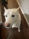 Triscuit - ADOPTION PENDING