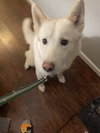 Triscuit - ADOPTION PENDING
