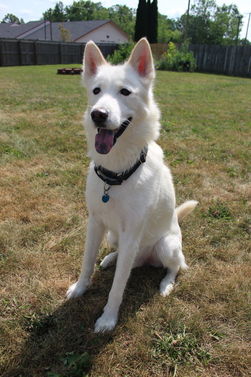 Triscuit, a dog for adoption from Last Day Dog Rescue