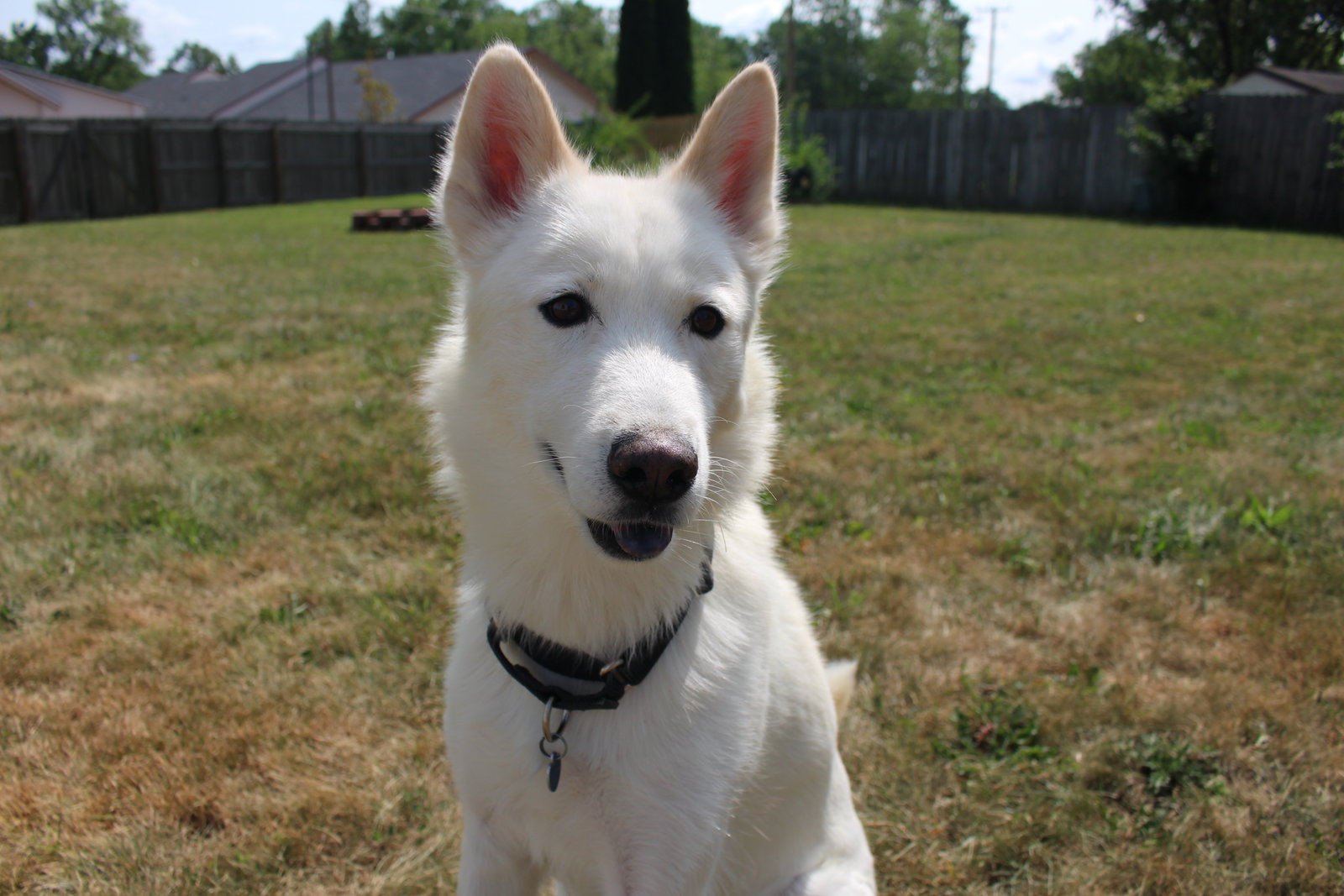 Triscuit, photo 3
