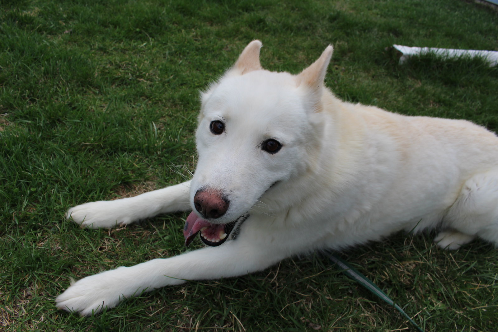Triscuit, photo 7