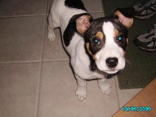 Fortune-ADOPTED