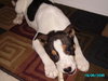Fortune-ADOPTED