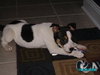 Fortune-ADOPTED