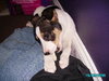 Fortune-ADOPTED