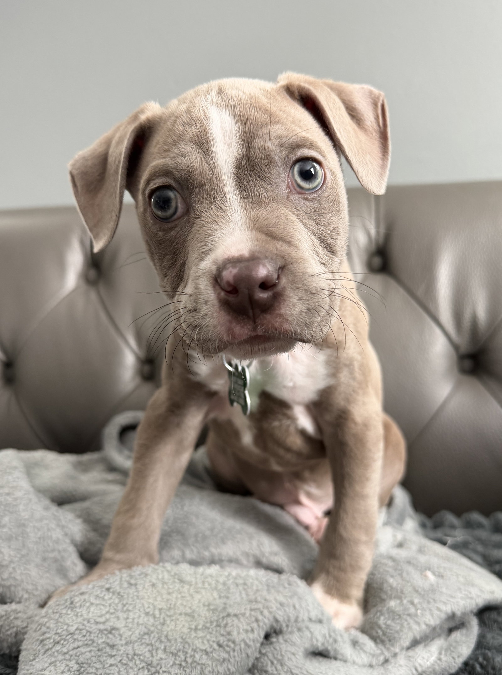 Pit Bull