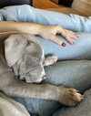 Bluey