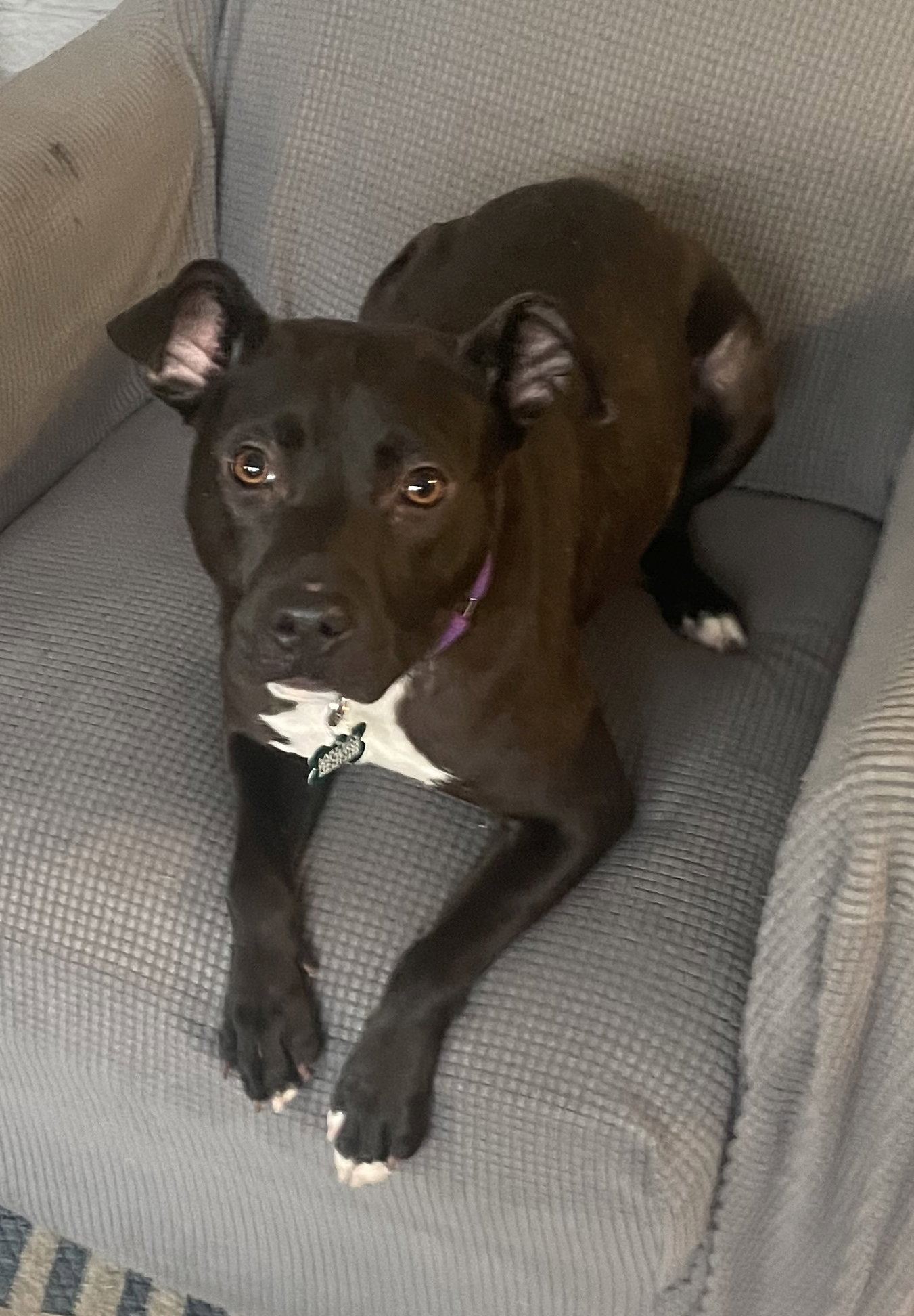Pit Bull