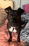 Bebe
