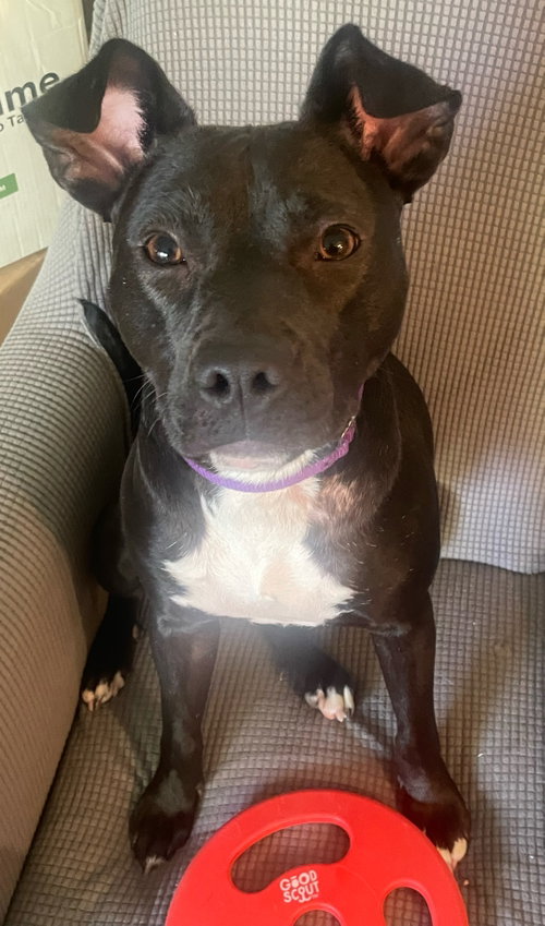 Bebe, an adoptable Pit Bull Terrier in Livonia, MI