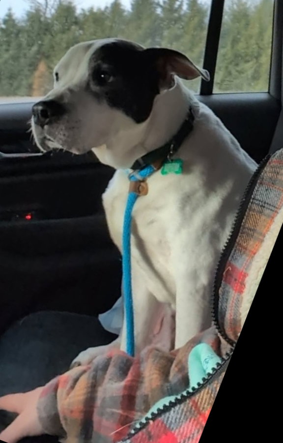 Rockyroad - ADOPTION PENDING, photo 9