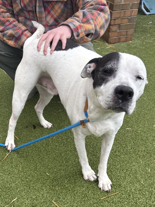 Rockyroad, an adoptable American Pit Bull Terrier in Livonia, MI