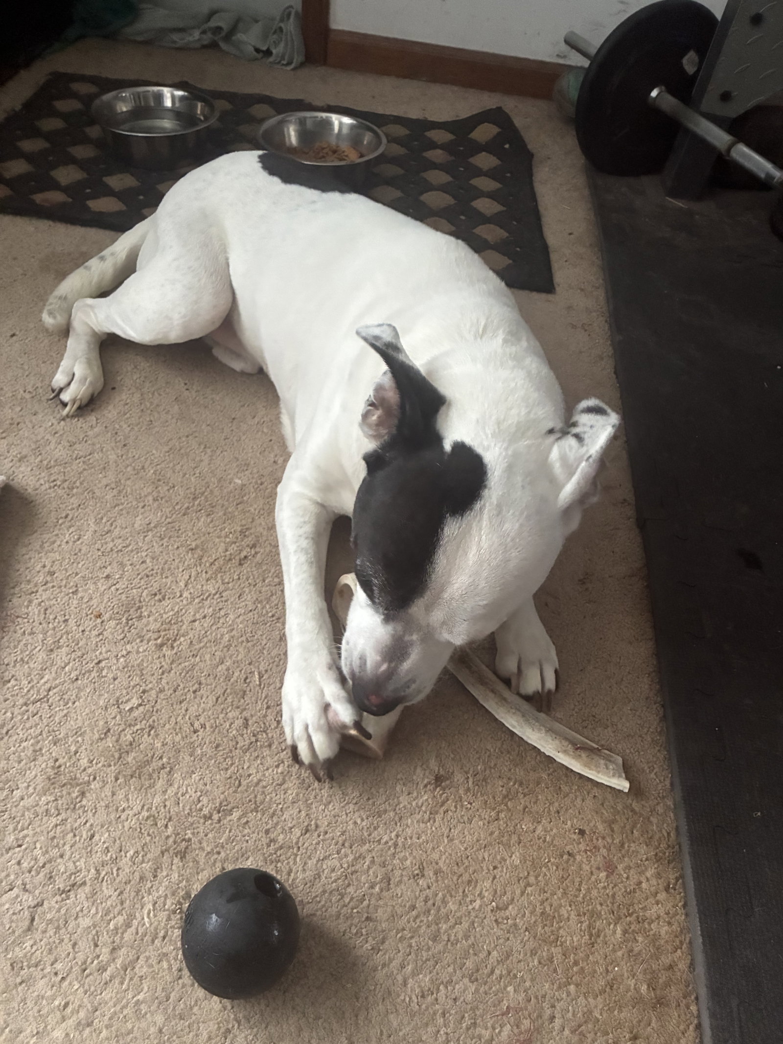 Rockyroad - ADOPTION PENDING, photo 4