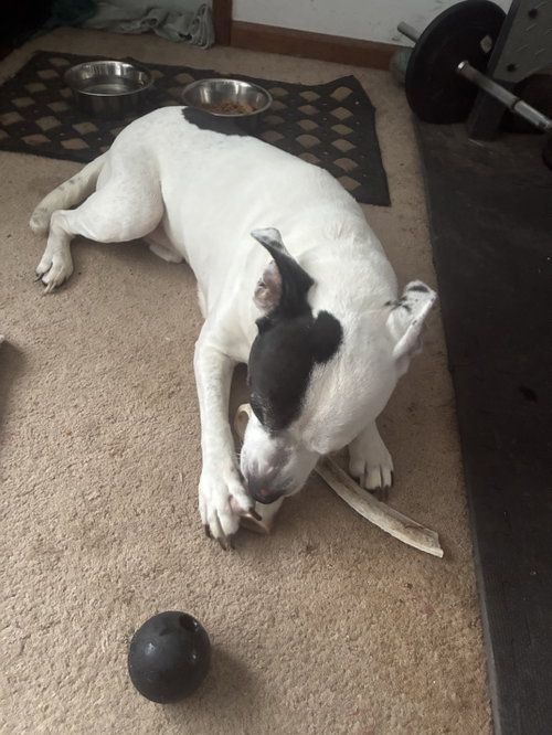 Photo 4 of Rockyroad - ADOPTION PENDING