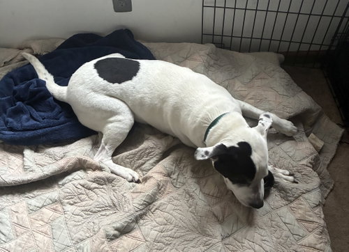 Photo 5 of Rockyroad - ADOPTION PENDING