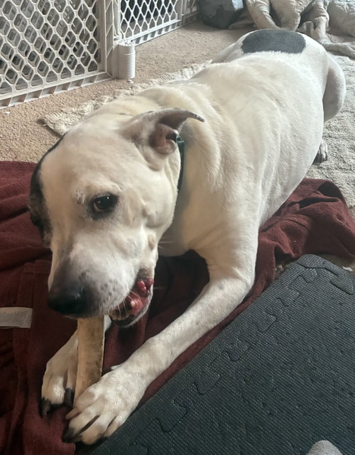 Photo 6 of Rockyroad - ADOPTION PENDING