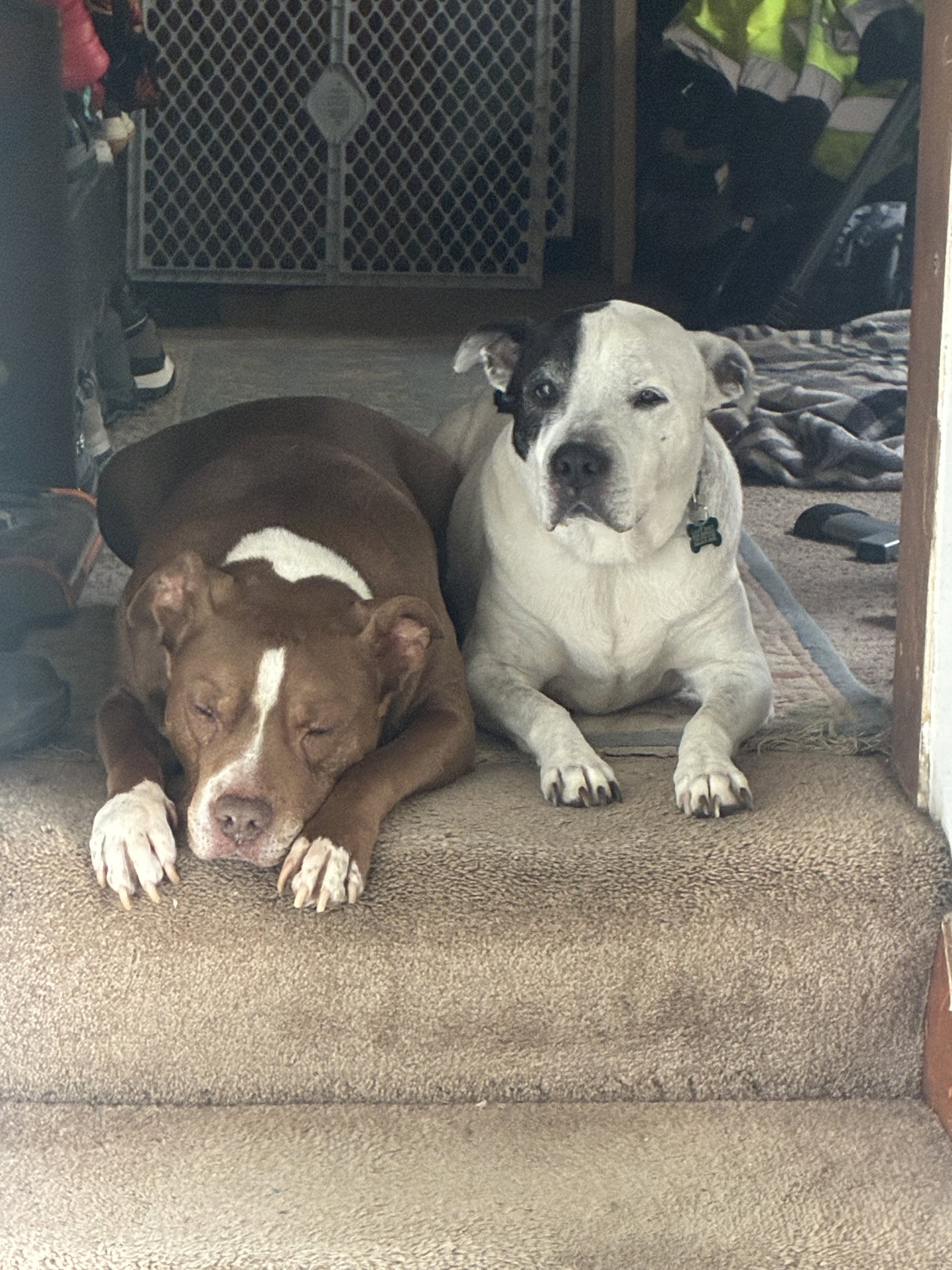 Rockyroad - ADOPTION PENDING, photo 7