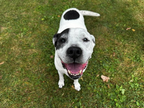 Photo 3 of Rockyroad - ADOPTION PENDING
