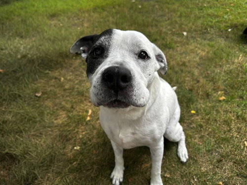 Rockyroad - ADOPTION PENDING, a dog for adoption from Last Day Dog Rescue