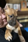Fv Litter Indie