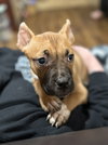 Fv Litter Indie