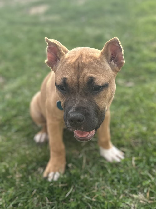 Fv Litter Indie, an adoptable Bulldog in Livonia, MI