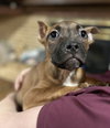 Fv Litter Lennox