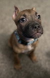 Fv Litter Lennox
