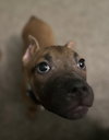 Fv Litter Lennox