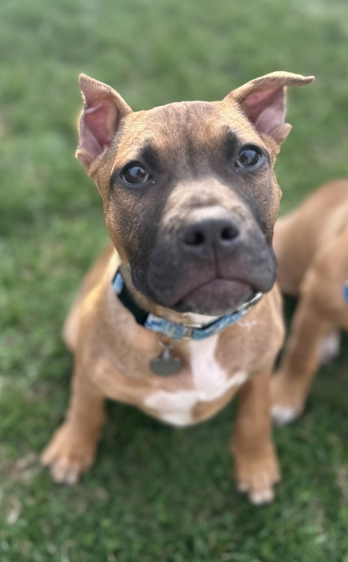 Fv Litter Lennox, an adoptable Bulldog in Livonia, MI