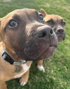 Fv Litter Lennox