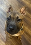 Fv Litter Lennox