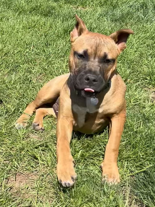 Fv Litter Lennox, a dog for adoption from Last Day Dog Rescue