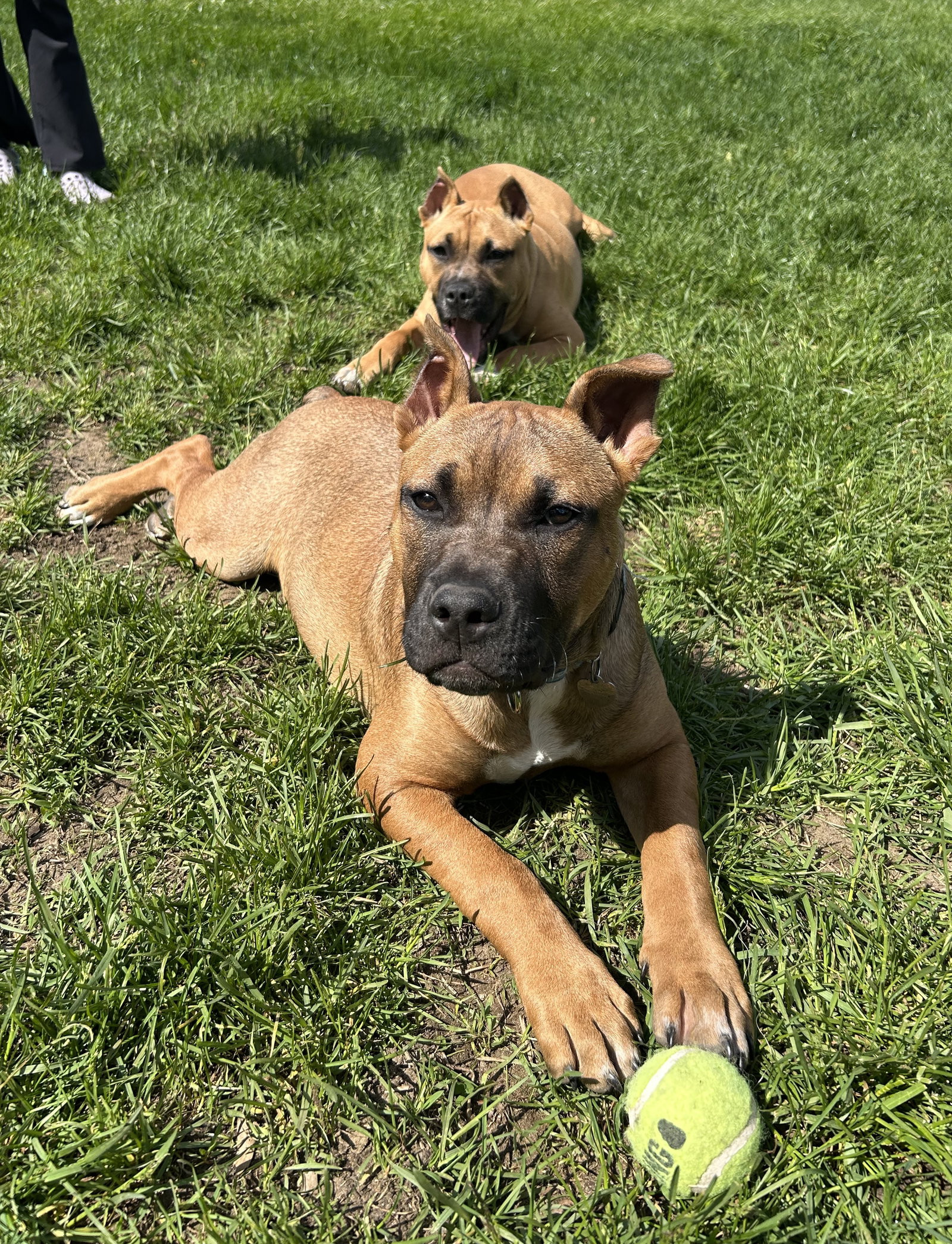 Fv Litter Lennox, photo 4