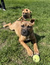 Fv Litter Lennox