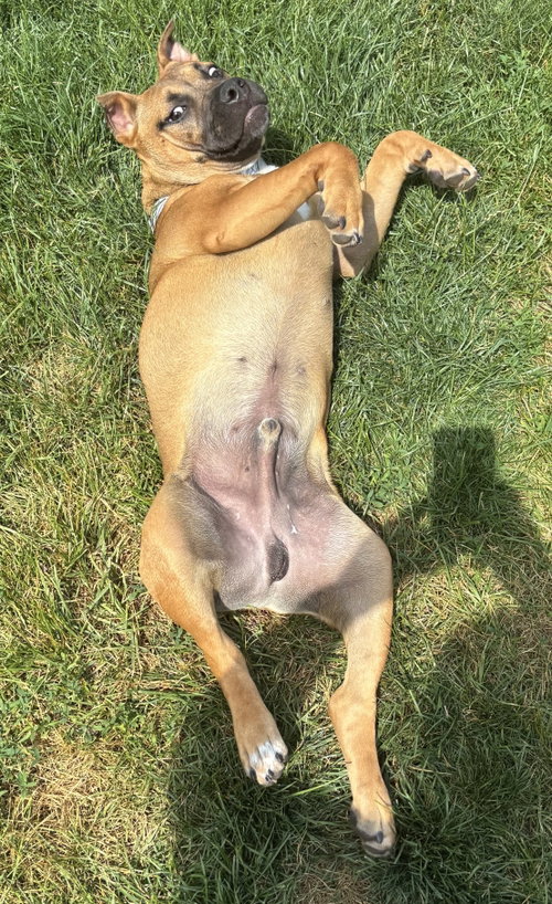 Photo 5 of Fv Litter Lennox