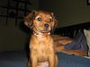 Toddi-ADOPTED 4.25.10