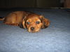 Toddi-ADOPTED 4.25.10