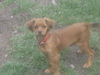 Toddi-ADOPTED 4.25.10