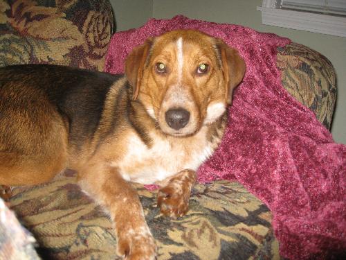 Tesla-ADOPTED-4.8.10