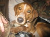 Tesla-ADOPTED-4.8.10