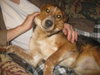 Tesla-ADOPTED-4.8.10