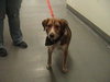 Tesla-ADOPTED-4.8.10
