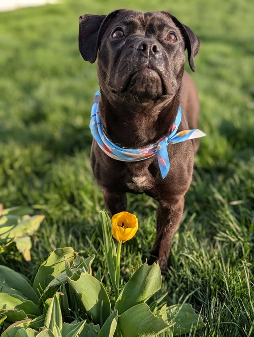 Jellybean, an adoptable Pit Bull Terrier in Livonia, MI