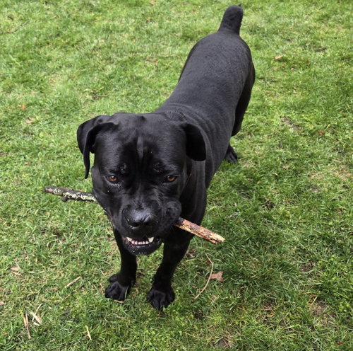Photo 2 of Bruno - ADOPTED
