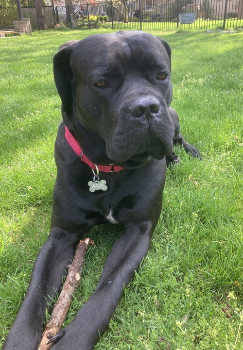 Bruno - ADOPTED, a dog for adoption from Last Day Dog Rescue