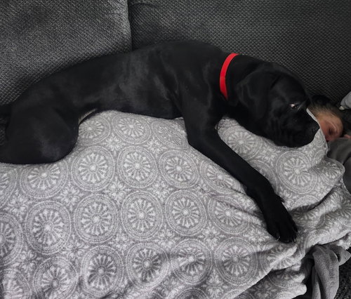 Photo 6 of Bruno - ADOPTED