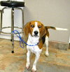 Misty-ADOPTED 4/2010