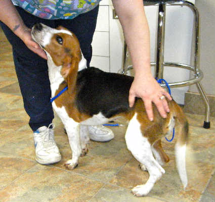 Misty-ADOPTED 4/2010